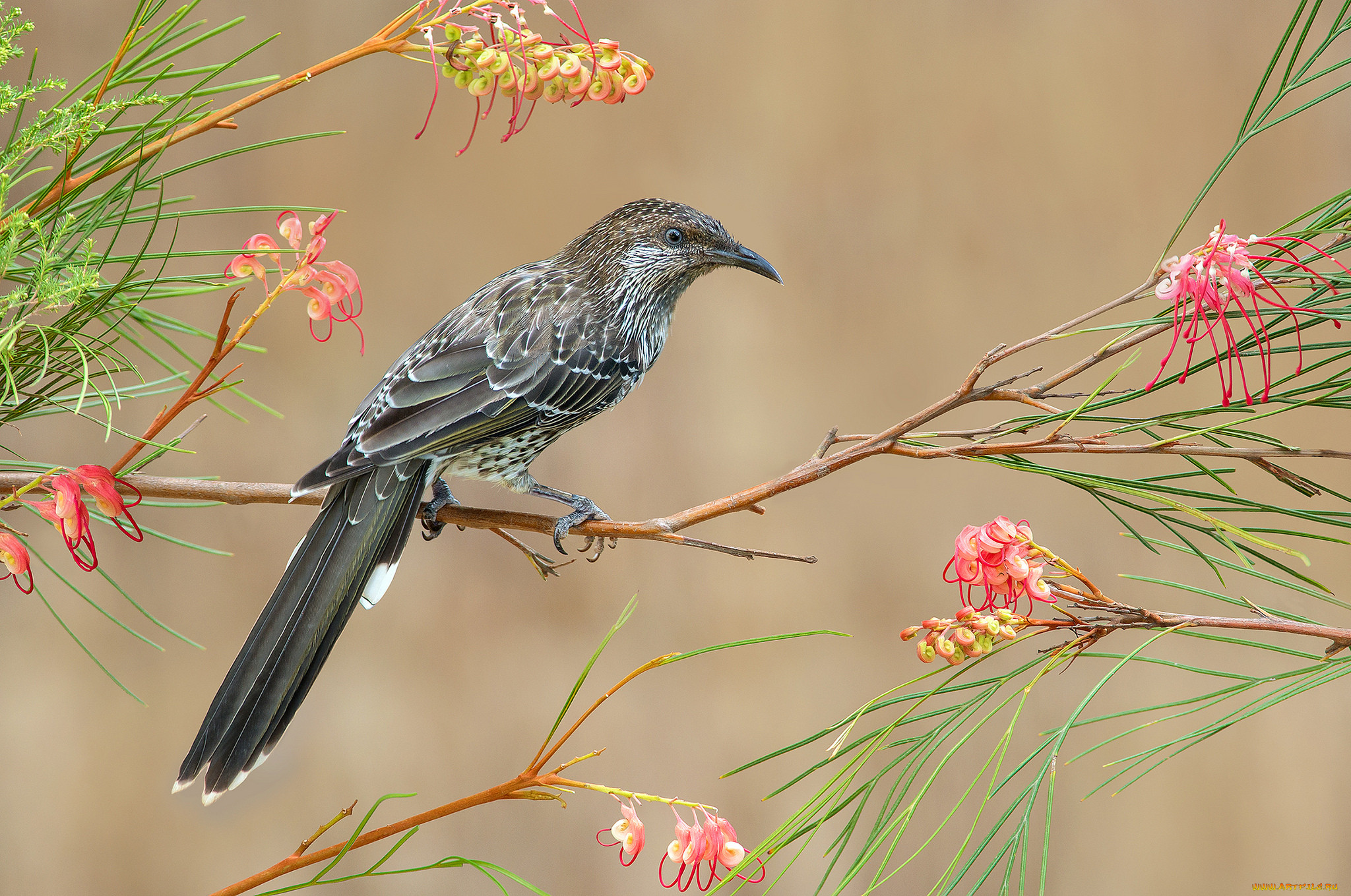 little wattlebird, , , 